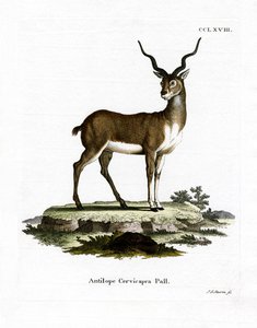 Antilope cervicapra da German School