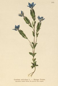 Genziana utriculosa da German School