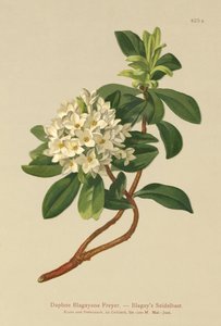 Daphne Blagayana Freyer