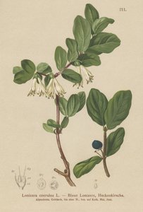 Caprifoglio blu (Lonicera caerulea, Lonicera coerulea)