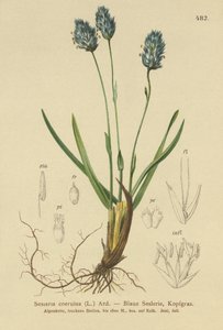Sesleria caerulea da German School