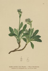 Arabetta azzurra (Arabis caerulea, Arabis coerulea) da German School