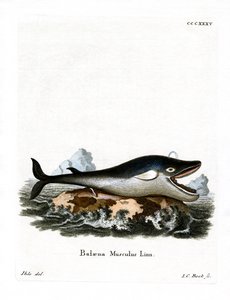 Balena azzurra da German School