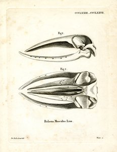 Teschio di balenottera azzurra da German School