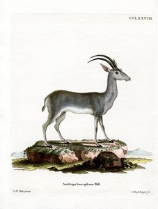 Bluebuck da German School