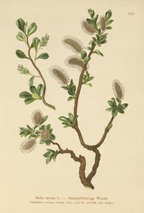 Salix retusa