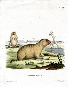 Marmotta bobac da German School