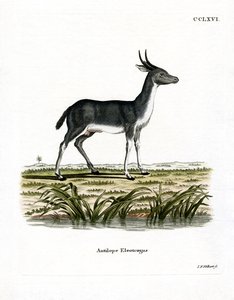 Reedbuck di Bohor da German School