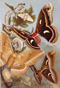 Falene Bombycoidi