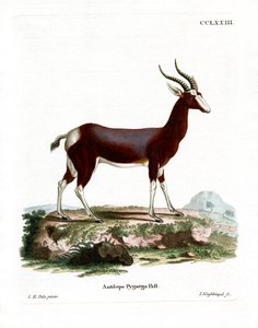 Bontebok da German School