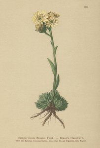 Semprevivo di Braun (Sempervivum Braunii) da German School