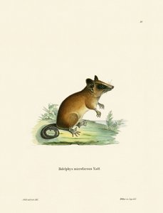 Opossum brasiliano da German School