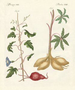 Piante del pane da German School
