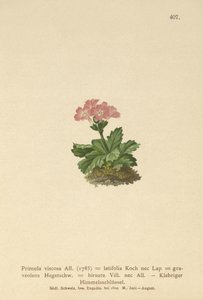 Primula a foglie larghe (Primula viscosa, Primula latifolia, Primula hirsuta)