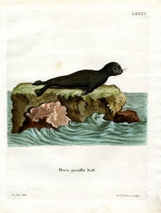 Foca dal pelo bruno da German School