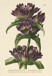Genziana bruna (Gentiana Pannonica) da German School