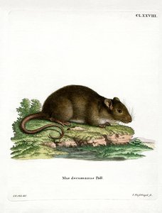 Ratto Marrone da German School