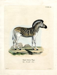 Zebra di Burchell