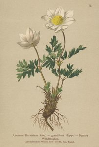 Anemone di Burser (Anemone Burseriana, Anemone grandiflora) da German School