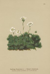 Sassifraga di Burser (Saxifraga Burseriana) da German School