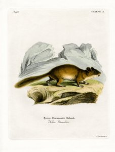 Ratto dei boschi dalla coda cespugliosa da German School