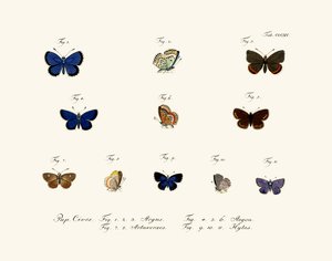 Farfalle, 1783-1806