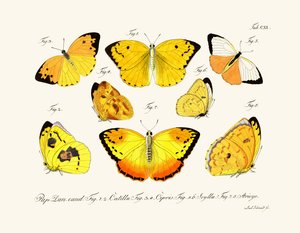 Farfalle, 1783-1806 da German School