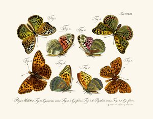 Farfalle, 1783-1806 da German School