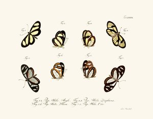 Farfalle, 1783-1806 da German School