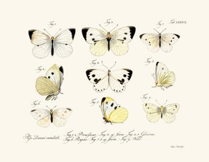 Farfalle, 1783-1806 da German School