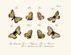 Farfalle, 1783-1806 da German School