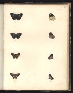 Farfalle, Pl. XXIV, illustrazione da Recueil d