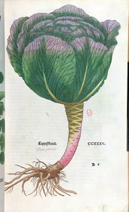 Cavolo, tavola botanica