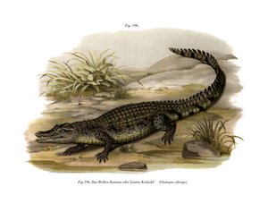 Caimano