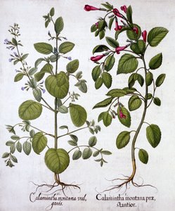 Calaminta, da Hortus Eystettensis, di Basil Besler, pub. 1613 da German School