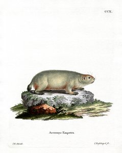 Marmotta Canadese da German School