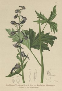 Speronella (Delphinium elatum, Delphinium tiroliense) da German School