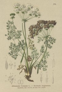 Carota candita (Athamanta Cretensis) da German School