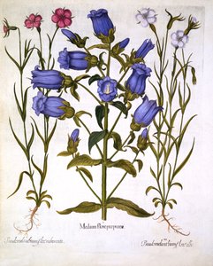 Campanule e agrostemma, da Hortus Eystettensis, di Basil Besler, pub. 1613 da German School