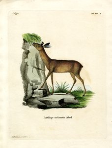 Grysbok del Capo