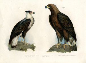 Caracara da German School