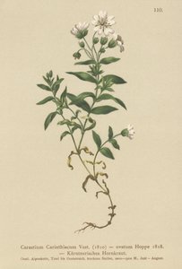 Orecchio di topo carinziano (Cerastium carinthiacum, Cerastium ovatum) da German School