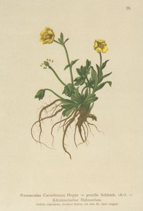 Ranuncolo carinziano (Ranunculus carinthiacus, Ranunculus gracilis) da German School