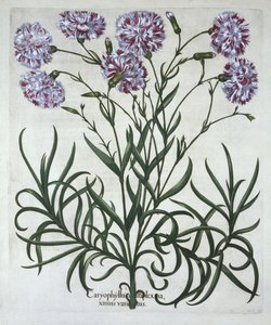Garofano, da Hortus Eystettensis, di Basil Besler, pub. 1613 da German School