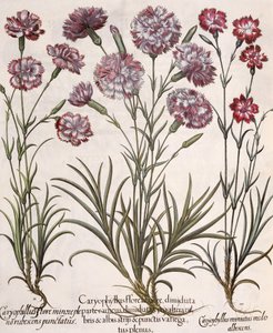 Garofani, dal Hortus Eystettensis di Basil Besler, pub. 1613 da German School
