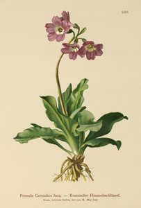 Primula carniolica (Primula Carniolica)