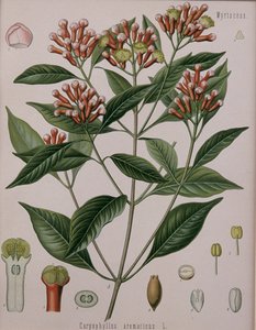 Caryophyllus Aromaticus (Chiodi di garofano) da German School