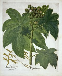 Pianta di ricino, da Hortus Eystettensis, di Basil Besler, pub. 1613 da German School