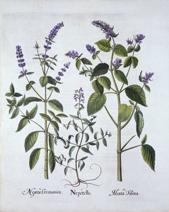 Nepeta e erba gatta, da Hortus Eystettensis, di Basil Besler, pub. 1613