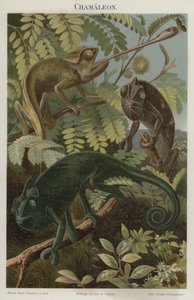 Camaleonti